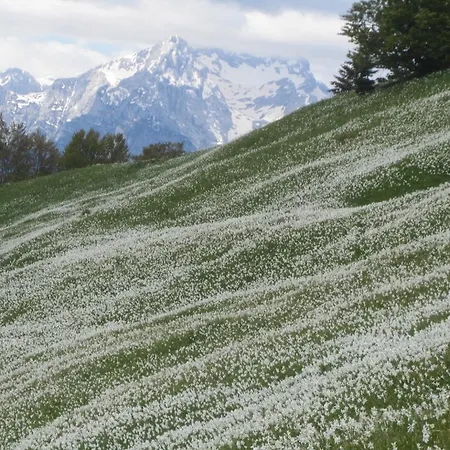 Studio Jesenice جيسينيس