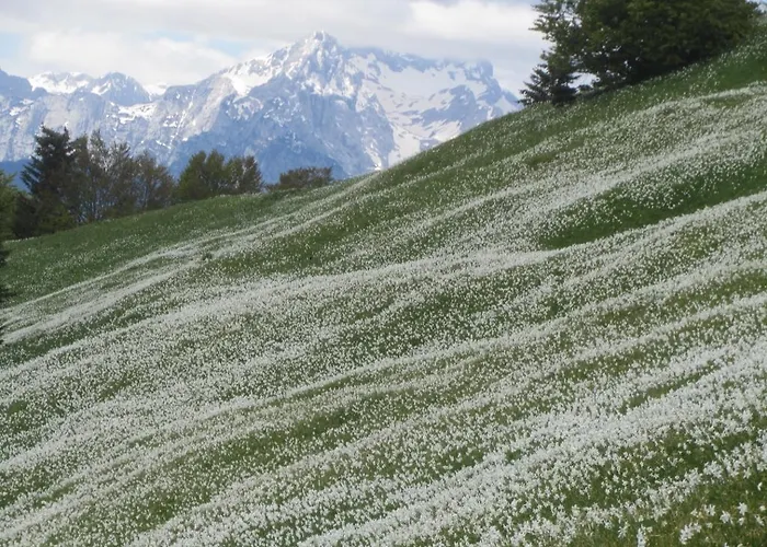 Studio Jesenice יסניצה